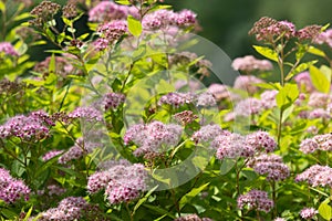 Spirea Japanese