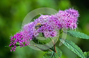 Japonés ( ) a cuco miel de abeja 