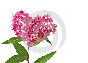 Spirea Neon Flash