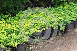 Spirea plants in pots on sale. Spirea seedlings in plastic pots, seedling of trees, bushes, plants at plant nursery