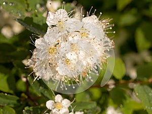 Spirea in spring close up