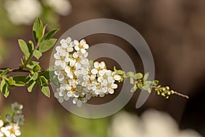 Spirea in spring close up