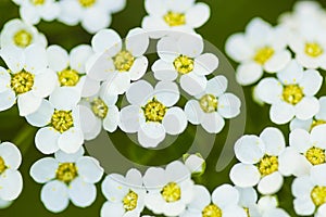 Spirea thumbergii spring flower