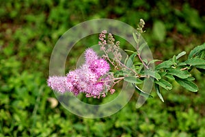 Spirea Triumphans or Spiraea x billardii Triumphans garden hybrid plant with tiny purplish pink flowers and dark green oblong leav