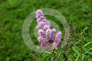 Spirea Triumphans or Spiraea x billardii Triumphans garden hybrid plant with tiny purplish pink flowers on dark leaves background