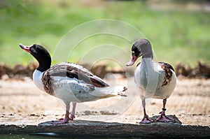 Spirit Animal Totems Duck Symbolism, Dreams, and Messages. Two ducks in love. Duck conversation
