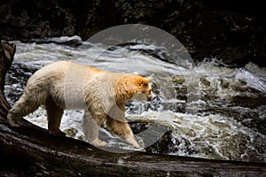 Spirit bear