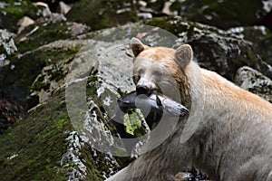 Spirit Bear in British Columbia, Canada