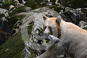 Spirit Bear in British Columbia, Canada