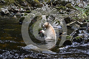 Spirit Bear in British Columbia, Canada