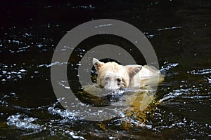 Spirit Bear in British Columbia, Canada