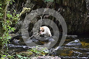 Spirit Bear in British Columbia, Canada