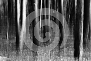 The spirit of the forest