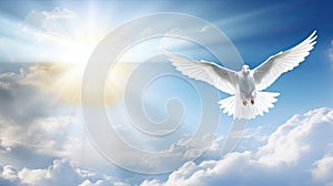 Spirit of god background banner panorama - White dove with wings wide open in the blue sky air with clouds and sunbeams