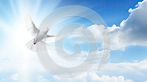 Spirit of god background banner panorama - White dove with wings wide open in the blue sky air with clouds and sunbeams