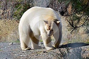 A Spirit (Kermode) Bear