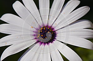 The Spirit Of Things: Macro Daisy