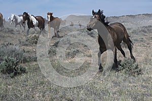 Spirited black horse running at a gallop ahead of the herd