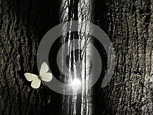 Spiritual butterfly near a tree gap light