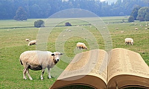 Spiritual sheep