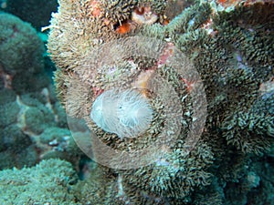 Spirobranchus giganteus also known as the Christmas tree worm, Habitat Shot, Seychelles.