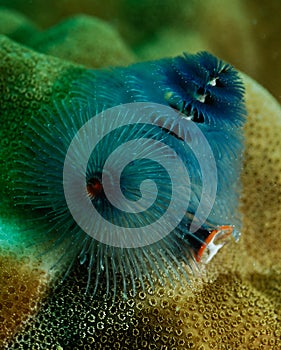 Spirobranchus giganteus, Christmas tree worm photo