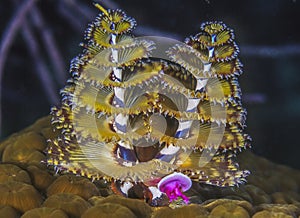 Spirobranchus giganteus,Christmas tree worms
