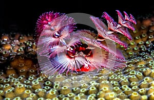 Spirobranchus giganteus, Christmas tree worms