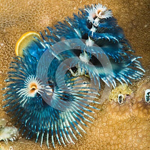 Spirobranchus giganteus, commonly known as Christmas tree worms, are tube-building polychaete worms belonging to the family photo