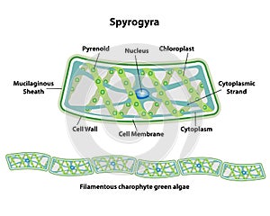 Spirogyra Cell Structures of Algae