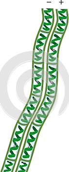 Spirogyra charophyte green algae