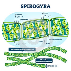 Spirogyra vector illustration. Labeled educational green algae structure.