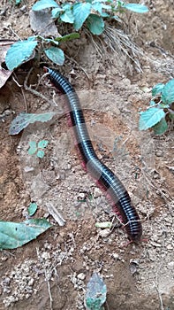 Spirostreptus photo