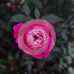 Spirt Rose Pink Red Beauty photo