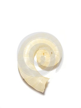 Spirula spirula shell on white