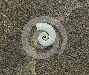 Spirula spirula seashell