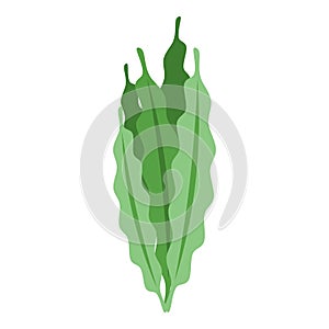 Spirulina leaf icon isometric vector. Alga plant photo