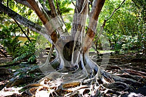 Spiry roots