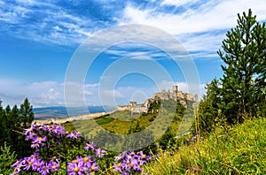 Spiss castle spissky hrad in a summer day, medieval ruin, unesco heritage, Slovakia, Europe