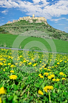 Spišský hrad a louka s květy pampelišky během jara