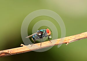 Spitting blue fly photo