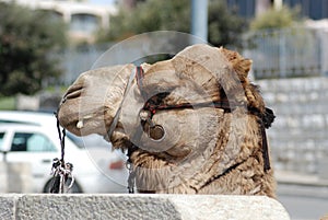 Spitting camel in Jerusalem, Mount of Olives