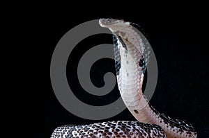 Spitting cobra photo