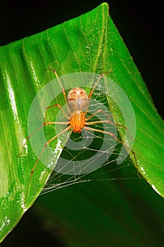 Spitting spider, Scytodidae , Aarey Milk Colony , INDIA