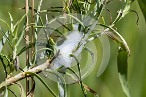 Spittle on a Branch from a Bug in the Genus Philaenus