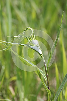 Spittle Bug Foam on Plant