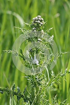 Spittle Bug Foam on Plant