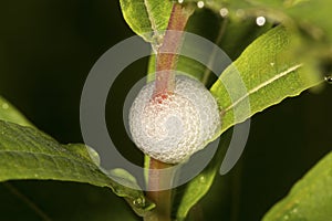 Spittle bug foam on the stem of a plant.