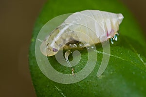 A spittle bug/ frog hopper nymph with foam