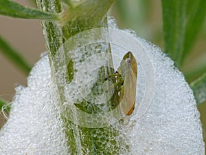 Spittle Bug In Its Foam On A Stem 2